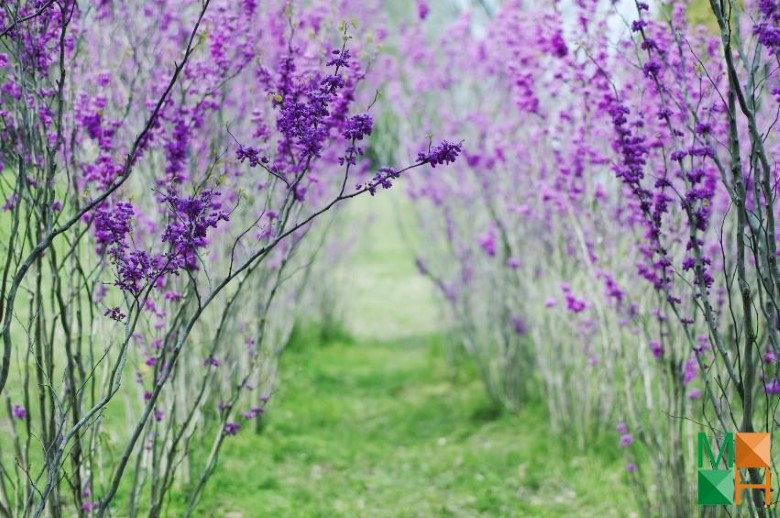 Tranh dán tường Hàn Quốc 3d khổ lớn tại Hà Nội NA - 255